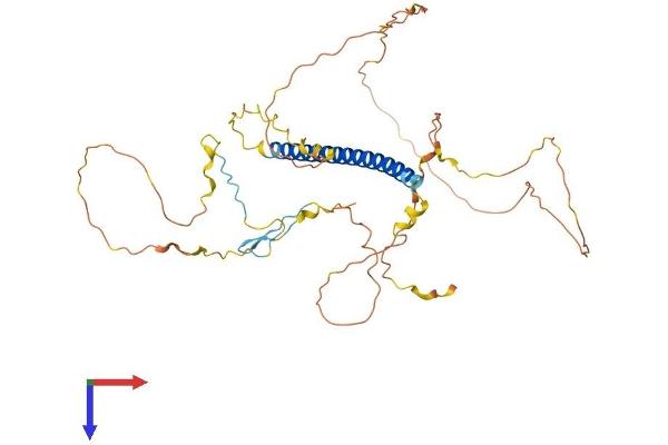 TSC22D4 Protein (AA 1-395) (His tag)