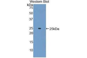Western Blotting (WB) image for anti-Adenylate Cyclase 6 (ADCY6) (AA 314-501) antibody (ABIN1857911) (ADCY6 Antikörper  (AA 314-501))