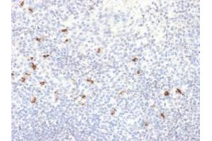 ABIN6383885 to IgG4 was successfully used to stain human tonsil sections. (Rekombinanter IGHG4 Antikörper)