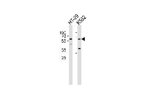 Western blot analysis of lysates from HT-29, K562 cell line (from left to right), using RIPK3 Antibody Center (ABIN391273 and ABIN2841323). (RIPK3 Antikörper  (AA 61-91))