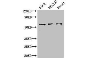 Western Blot Positive WB detected in: K562 whole cell lysate, HEK293 whole cell lysate, Mouse heart tissue All lanes: ZRSR2 antibody at 3 μg/mL Secondary Goat polyclonal to rabbit IgG at 1/50000 dilution Predicted band size: 59 kDa Observed band size: 59 kDa (ZRSR2 Antikörper  (AA 191-372))