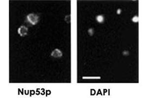 Immunofluorescence showing Nup53p polyclonal antibody  on yeast. (NUP35 Antikörper)