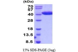 SDS-PAGE (SDS) image for Chitinase 3-Like 2 (CHI3L2) (AA 27-390) protein (His tag) (ABIN5854504)