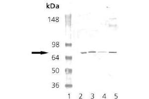 Western Blot Analysis for AP22885PU-N Lane 1: MWM Lane 2: Mouse Brain Tissue Extract Lane 3: Rat Brain Tissue Extract Lane 4: EKS4 Cell Lysate Lane 5: H S67 Cell Lysate probed with PKG polyclonal antibody. (PRKG1 Antikörper)