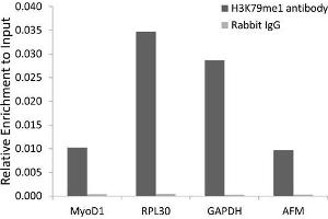 Chromatin Immunoprecipitation (ChIP) image for anti-Histone 3 (H3) (H3K79me) antibody (ABIN3023272)