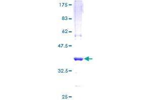 CHP Protein (AA 1-66) (GST tag)