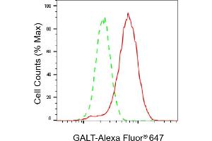 Flow cytometric analysis of GALT expression in HeLa cells using GALT antibody (ABIN7798682), 1:2,000). (Rekombinanter GALT Antikörper)
