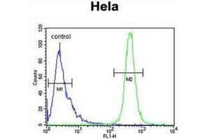 Flow cytometric analysis of Hela cells using IMP3 Antibody (C-term) Cat. (IMP3 Antikörper  (C-Term))
