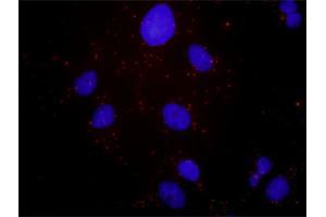 Proximity Ligation Assay (PLA) image for anti-Hepatocyte Growth Factor (Hepapoietin A, Scatter Factor) (HGF) (AA 1-728) antibody (ABIN516424)