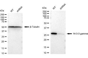 Western blotting analysis using 14-3-3 gamma antibody (ABIN7797411).
