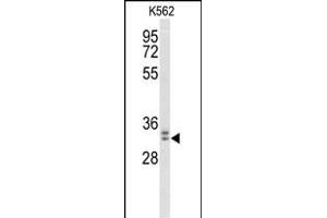 Western blot analysis of MORG1 Antibody (Center) (ABIN653527 and ABIN2842925) in K562 cell line lysates (35 μg/lane). (MORG1 Antikörper  (AA 126-154))