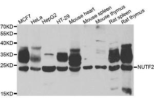 Western blot analysis of extracts of various cell lines, using NUTF2 antibody. (NUTF2 Antikörper)