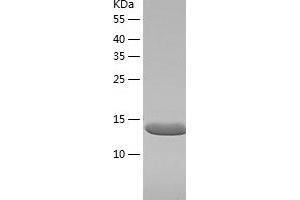 Western Blotting (WB) image for Ribosomal Protein S12 (RPS12) (AA 1-132) protein (His tag) (ABIN7124891)