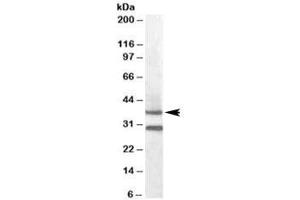 Western blot testing of mouse muscle lysate with MC5R antibody at 0. (MC5 Receptor Antikörper)
