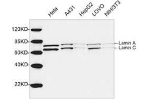 Western blot analysis of cell lysates using 1 µg/mL Rabbit Anti-Lamin A+C Polyclonal Antibody (ABIN398935) The signal was developed with IRDyeTM 800 Conjugated Goat Anti-Rabbit IgG. (Lamin A/C Antikörper  (AA 400-450))