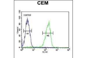 Flow cytometric analysis of CEM cells (right histogram) compared to a negative control cell (left histogram). (MAP1S Antikörper  (AA 493-520))