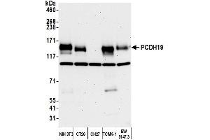 Western Blotting (WB) image for anti-Protocadherin 19 (PCDH19) (AA 1098-1148) antibody (ABIN7453272)