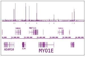 RNA pol II CTD phospho Ser5 antibody (pAb) tested by ChIP-Seq. (Rpb1 CTD Antikörper  (pSer5, Ser5))