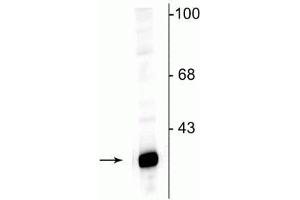 Western blot of rat hippocampal lysate showing specific immunolabeling of the ~32 kDa DARPP protein.