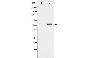 Western Blotting (WB) image for anti-c-Fos (c-Fos) (N-Term) antibody (ABIN6261783)