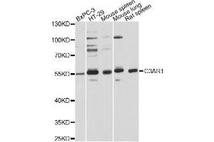 Western blot analysis of extracts of various cell lines, using C3AR1 Antibody (ABIN5975022) at 1:3000 dilution. (C3AR1 Antikörper)