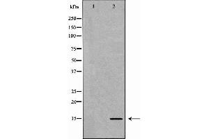 Western blot analysis of extracts of HeLa  using H3K9me1 antibody. (Histone 3 Antikörper  (H3K9me))