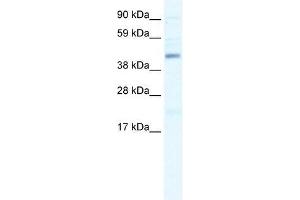 SMARCB1 antibody used at 1. (SMARCB1 Antikörper  (N-Term))
