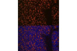 Immunofluorescence analysis of mouse brain using Synaptophysin Rabbit mAb (ABIN7270669) at dilution of 1:100 (40x lens). (Synaptophysin Antikörper)
