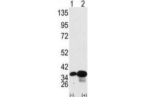 Western Blotting (WB) image for anti-Prohibitin 2 (PHB2) antibody (ABIN3003101) (Prohibitin 2 Antikörper)
