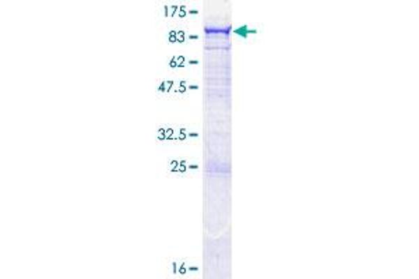 OAS2 Protein (AA 1-687) (GST tag)