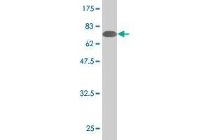 Western Blot detection against Immunogen (78. (Sestrin 2 Antikörper  (AA 1-480))