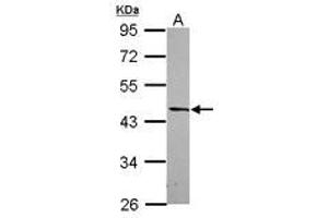 Image no. 2 for anti-Developmentally Regulated GTP Binding Protein 2 (DRG2) (AA 55-273) antibody (ABIN1497906) (DRG2 Antikörper  (AA 55-273))