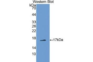 Detection of Recombinant PTN, Mouse using Polyclonal Antibody to Pleiotrophin (PTN) (Pleiotrophin Antikörper  (AA 33-168))