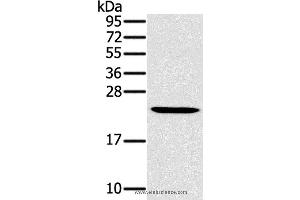 Western blot analysis of Mouse liver tissue, using MED22 Polyclonal Antibody at dilution of 1:800 (MED22 Antikörper)