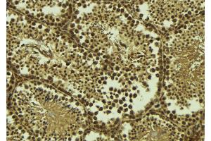 ABIN6273534 at 1/100 staining Mouse testis tissue by IHC-P. (TAF7L Antikörper  (C-Term))