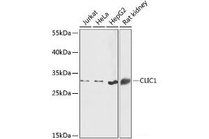 Western blot analysis of extracts of various cell lines using CLIC1 Polyclonal Antibody at dilution of 1:1000. (CLIC1 Antikörper)