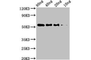 Western Blot Positive WB detected in Recombinant protein All lanes: STARD9 antibody at 3. (STARD9 Antikörper  (AA 1960-2180))