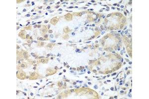 Immunohistochemistry of paraffin-embedded Human stomach using ASNA1 Polyclonal Antibody at dilution of 1:100 (40x lens). (ASNA1 Antikörper)