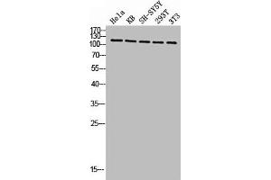 Western blot analysis of HELA KB SH-SY5Y 293T 3T3 lysis using Phospho-Eg5 (T926) antibody.