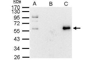 Immunoprecipitation (IP) image for anti-Myc Proto-Oncogene protein (MYC) (Center) antibody (ABIN2855631)