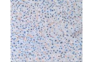 Immunohistochemistry (IHC) image for anti-Pannexin 1 (PANX1) (AA 228-411) antibody (ABIN7443380)