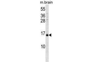 VAMP3 Antibody (Center) western blot analysis in mouse brain tissue lysates (35 µg/lane). (VAMP3 Antikörper  (Middle Region))
