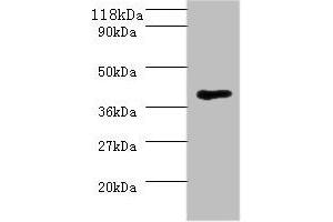 Western blot All lanes: MHT1 antibody at 2 μg/mL + 293T whole cell lysate Secondary Goat polyclonal to rabbit IgG at 1/10000 dilution Predicted band size: 37 kDa Observed band size: 37 kDa (MHT1 Antikörper  (AA 1-324))