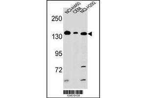 Western blot analysis in CEM,NCI-H292,NCI-H460 cell line lysates (35ug/lane). (Metabotropic Glutamate Receptor 1 Antikörper  (C-Term))