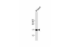 Anti-IER3 Antibody (N-term) at 1:1000 dilution + mouse heart lysate Lysates/proteins at 20 μg per lane. (IER3 Antikörper  (N-Term))