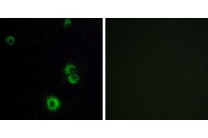 Peptide - +Immunofluorescence analysis of MCF-7 cells, using F2RL2 antibody. (F2RL2 Antikörper  (Internal Region))
