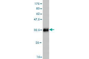 Western Blotting (WB) image for anti-SWI/SNF Related, Matrix Associated, Actin Dependent Regulator of Chromatin, Subfamily E, Member 1 (SMARCE1) (AA 75-142) antibody (ABIN562918)
