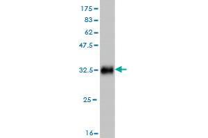 Western Blot detection against Immunogen (33. (SMARCE1 Antikörper  (AA 75-142))