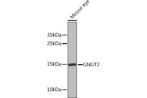 Western Blotting (WB) image for anti-Guanine Nucleotide Binding Protein (G Protein), gamma Transducing Activity Polypeptide 2 (GNGT2) (AA 1-69) antibody (ABIN6141243)