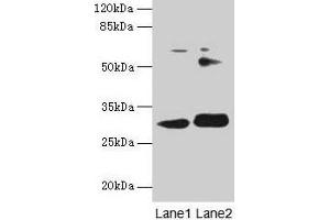 Western blot All lanes: ITM2A antibody at 0. (ITM2A Antikörper  (AA 79-263))